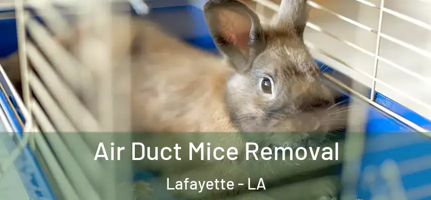  Air Duct Mice Removal Lafayette - LA
